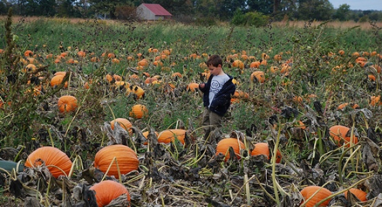 Pumpkin Hunting – living peacefully with children